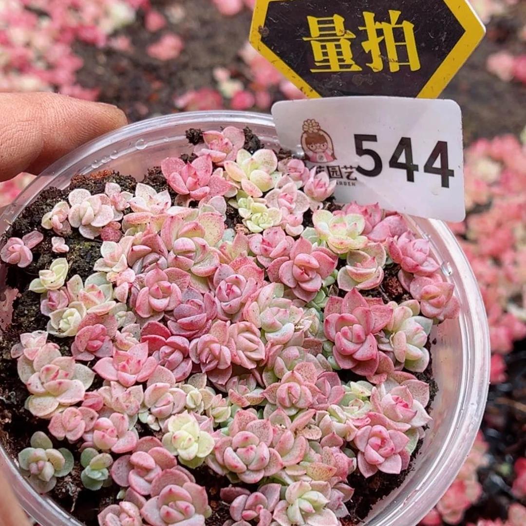 多肉植物多肉植物