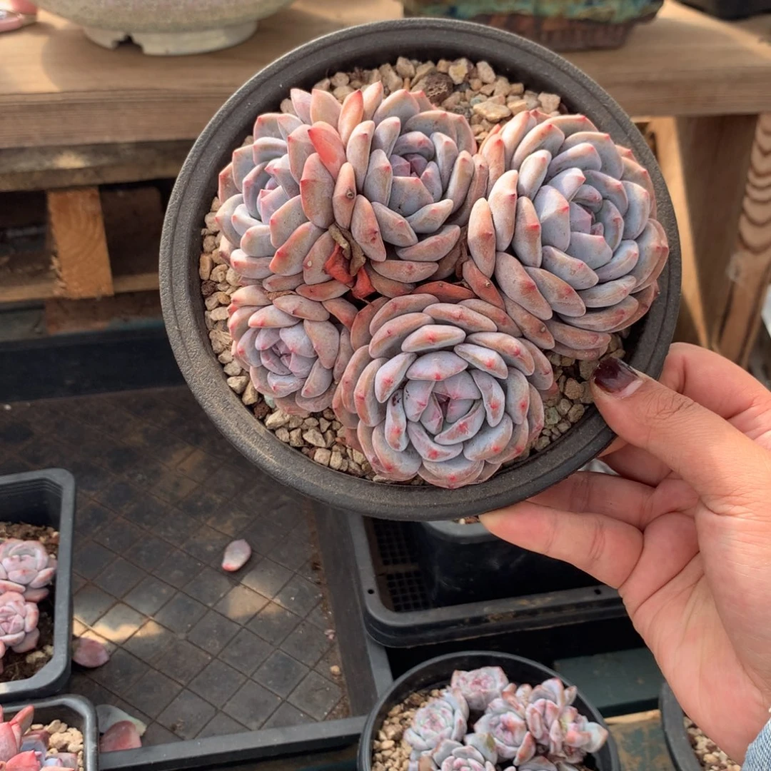 哈哈哈哈哈哈哈43
