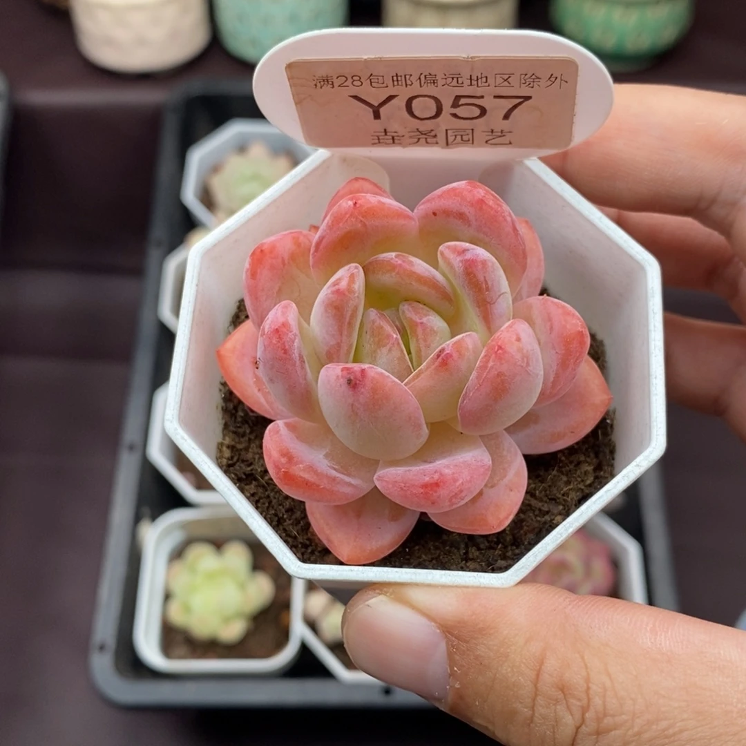 0057 全明星 5cm