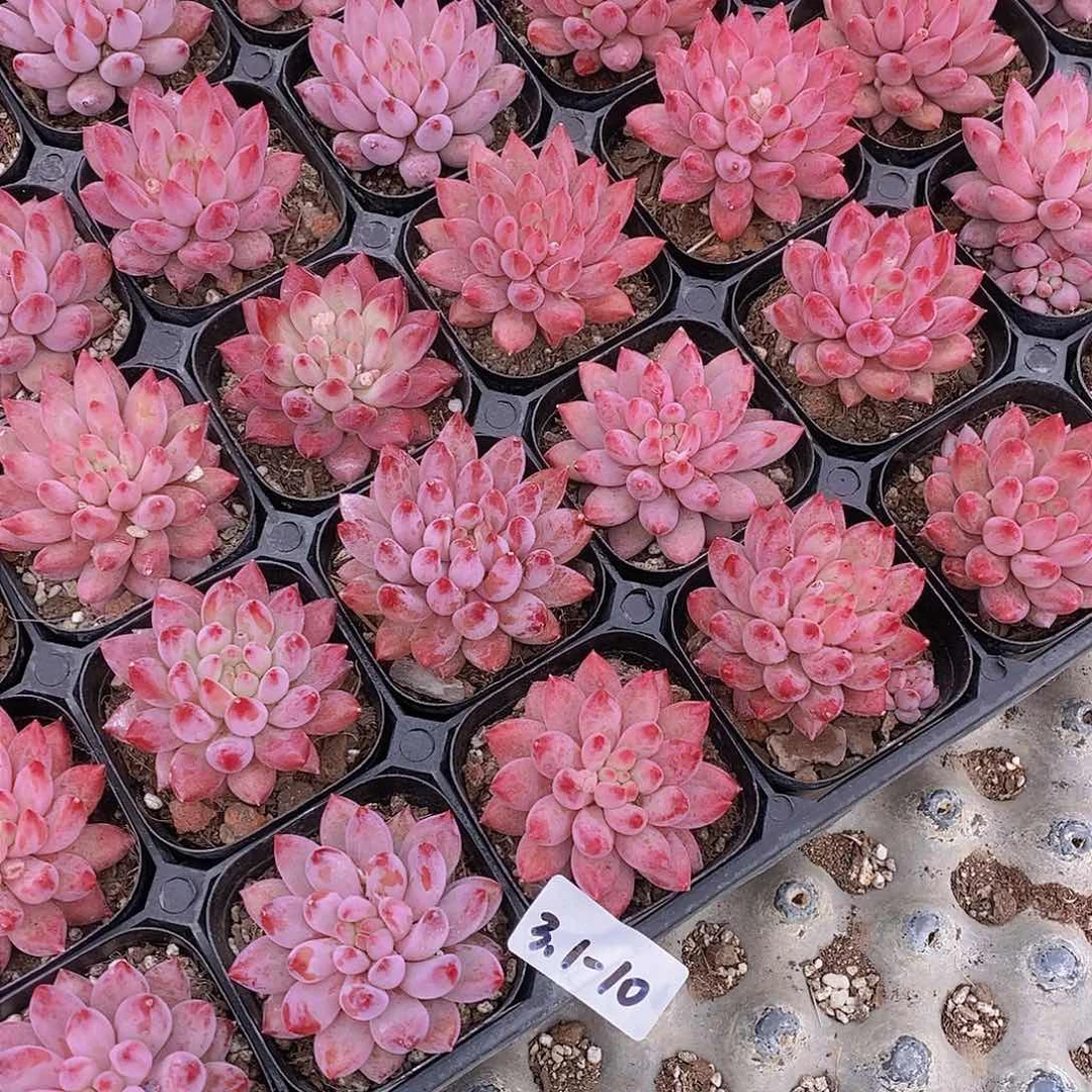 3.1-10-小车厘子单头福利一颗 量拍