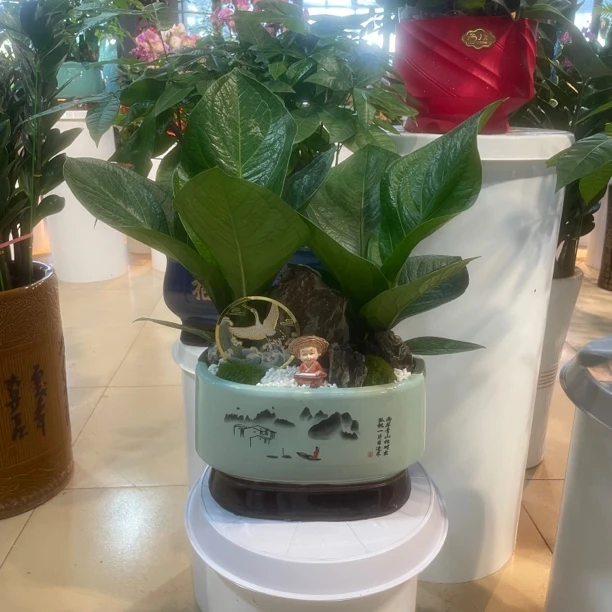 聚宝盆植物鸟巢花烛盆栽办公室客厅招财聚财绿植净化空气好养