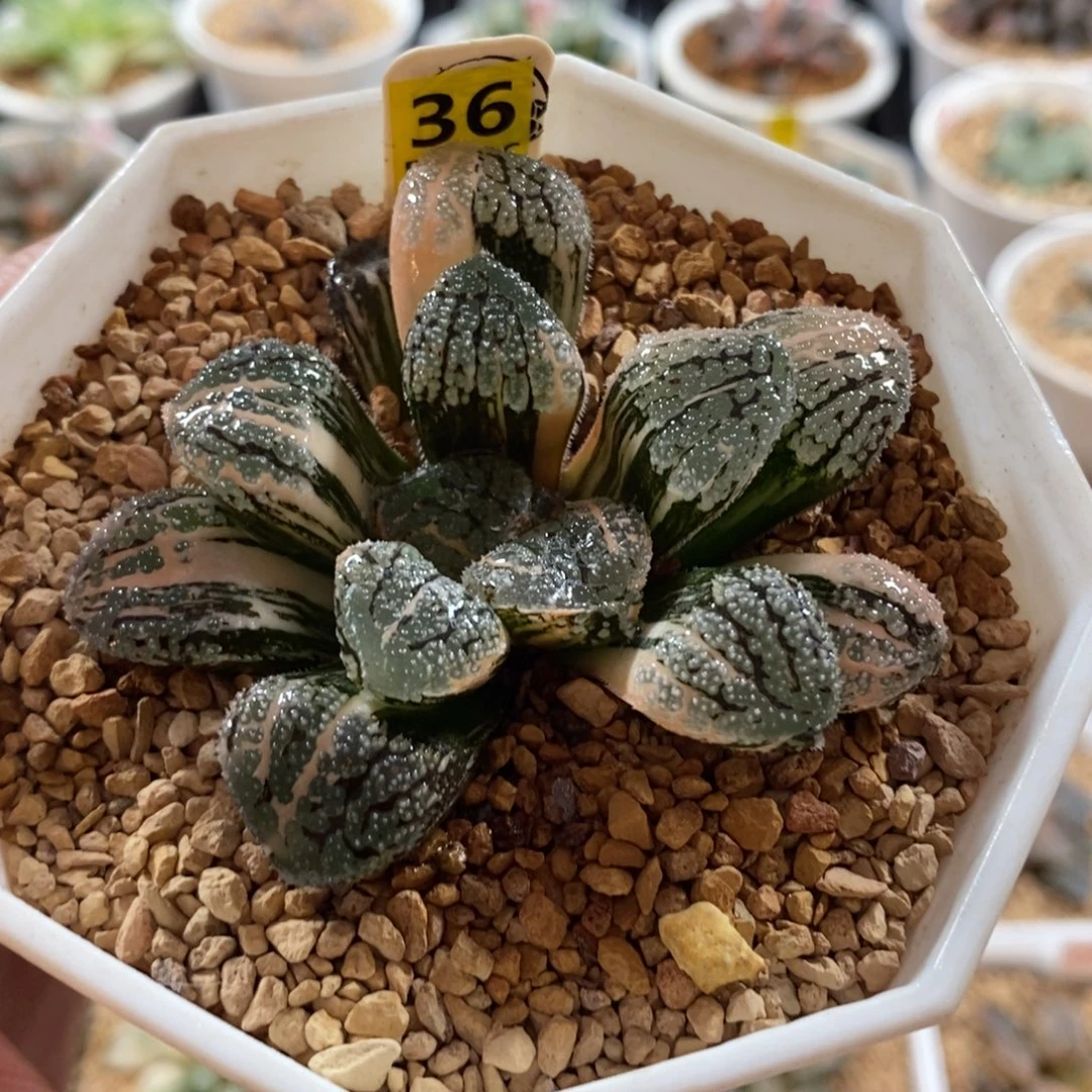 36魔多寿锦一物一图