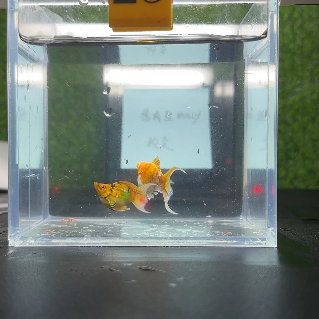 黑玛丽鱼玛丽鱼黄金斑马种鱼燕尾1对