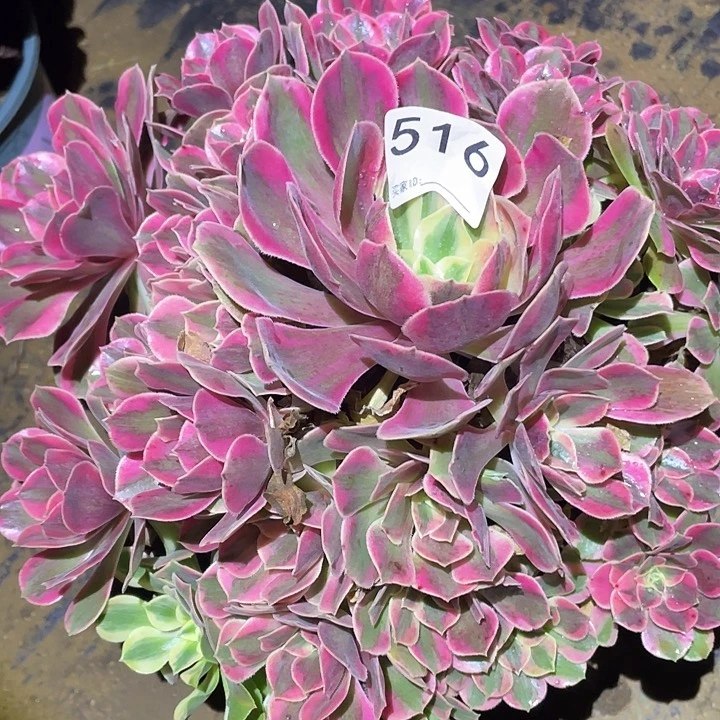 依*多肉植物法师516女妖