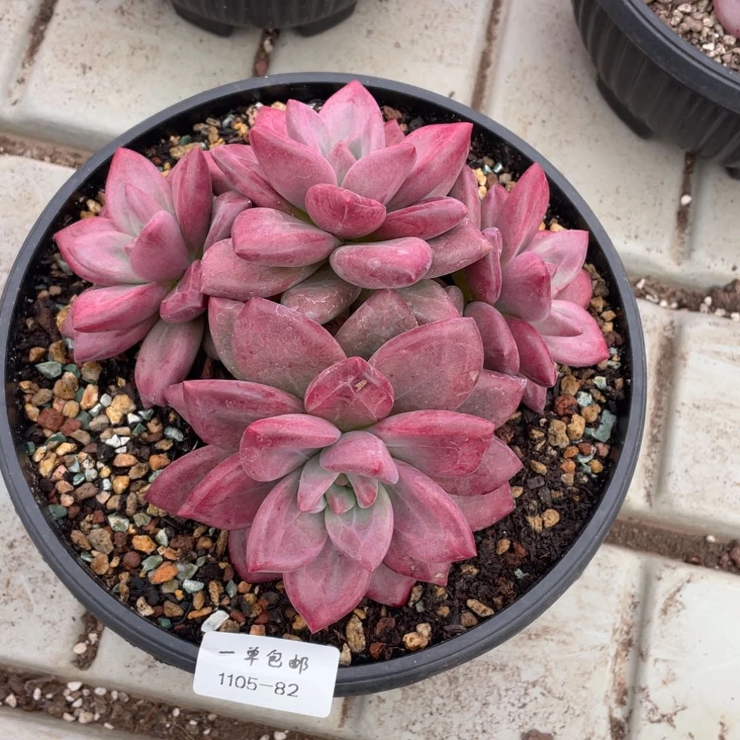 1105-82-赫菲，，，，，，