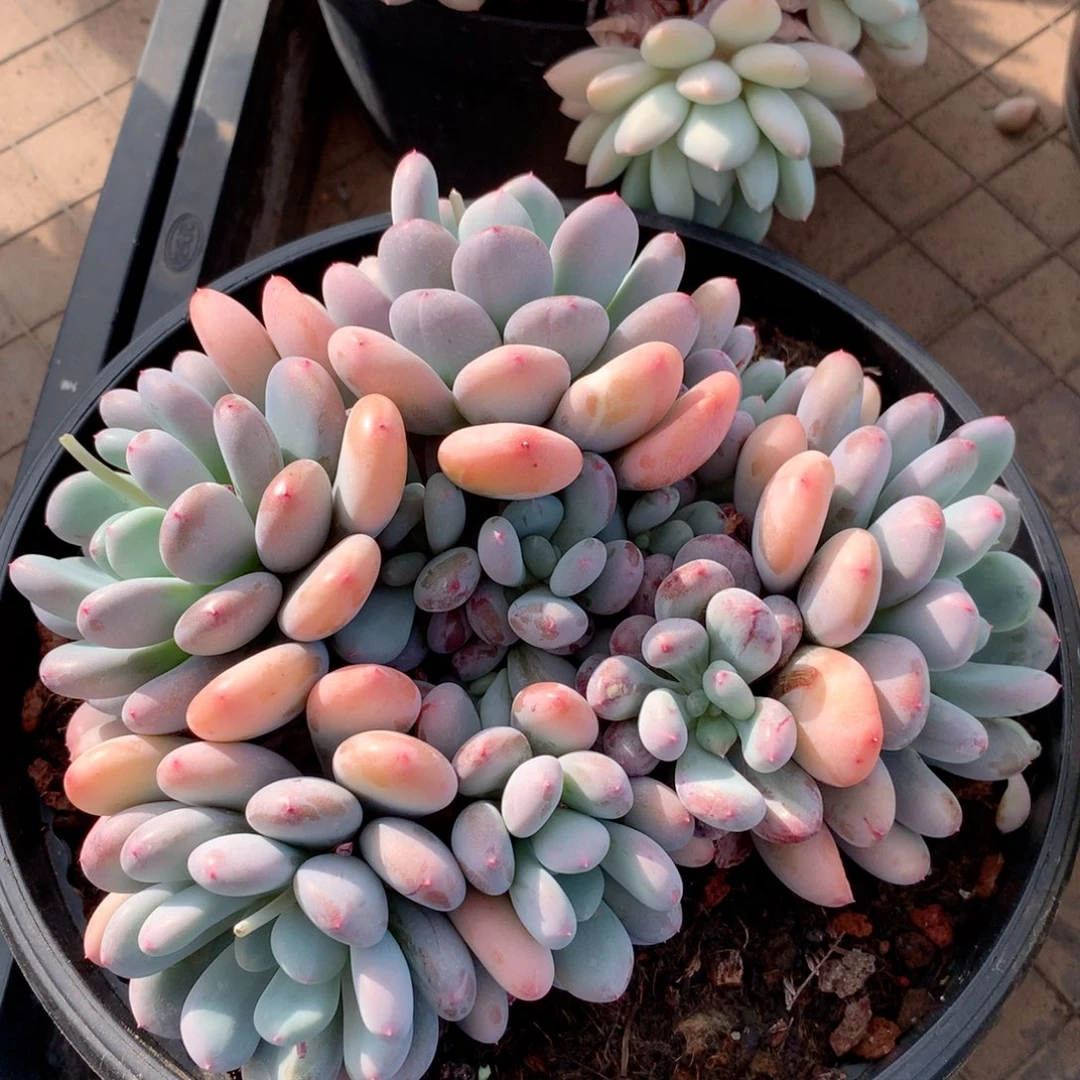 多肉植物一物一拍香香雪