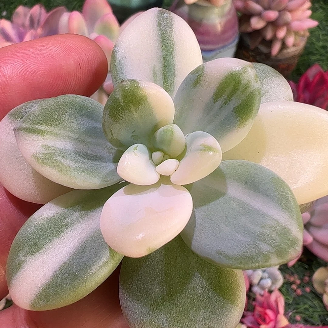 云***l多肉植物多肉植物