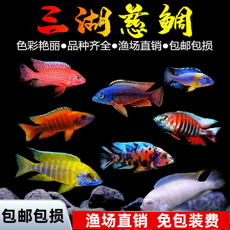 【大鱼套餐】慈鲷马鲷好养耐活新手可养热带淡水鱼好养自来水活体
