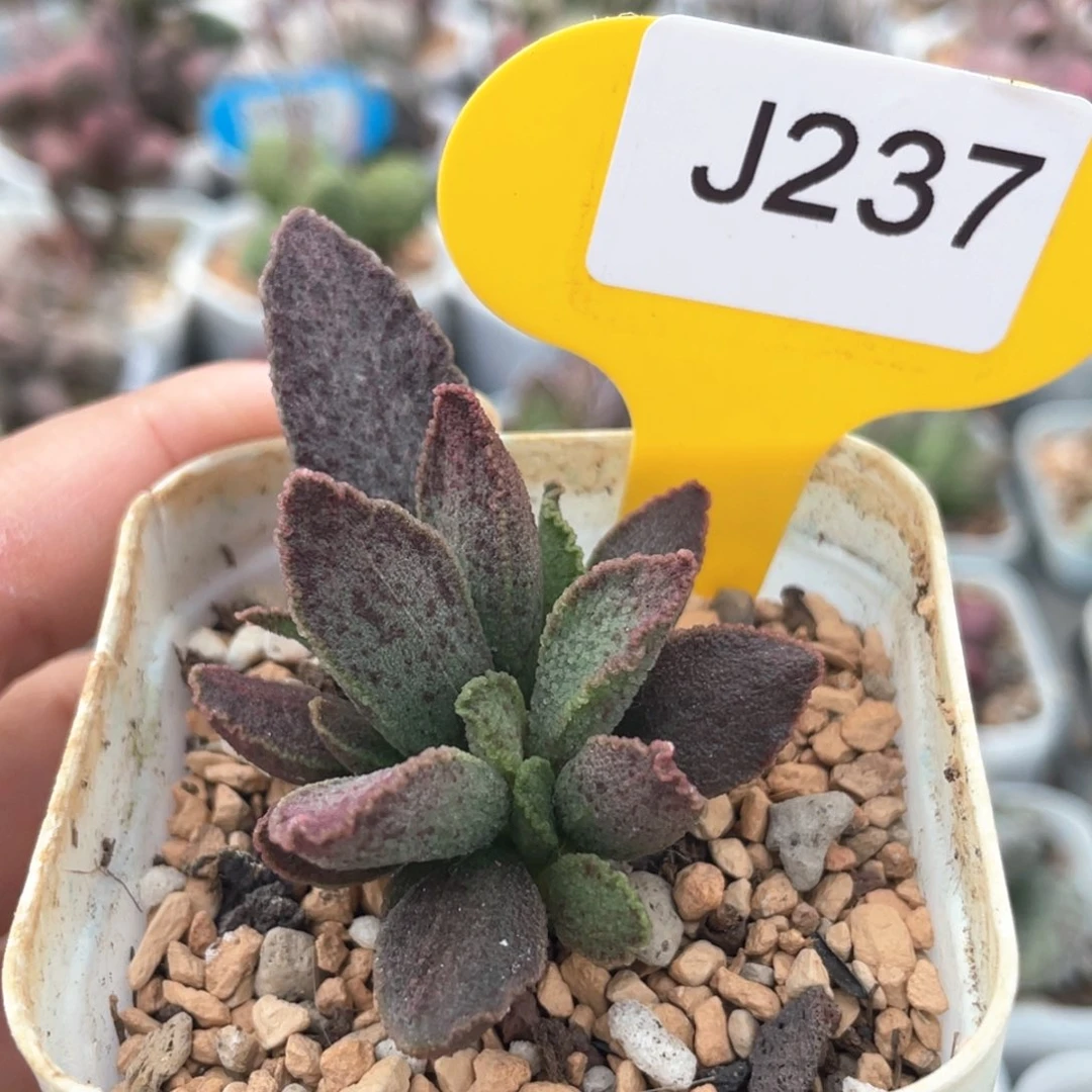 昭君。     237。