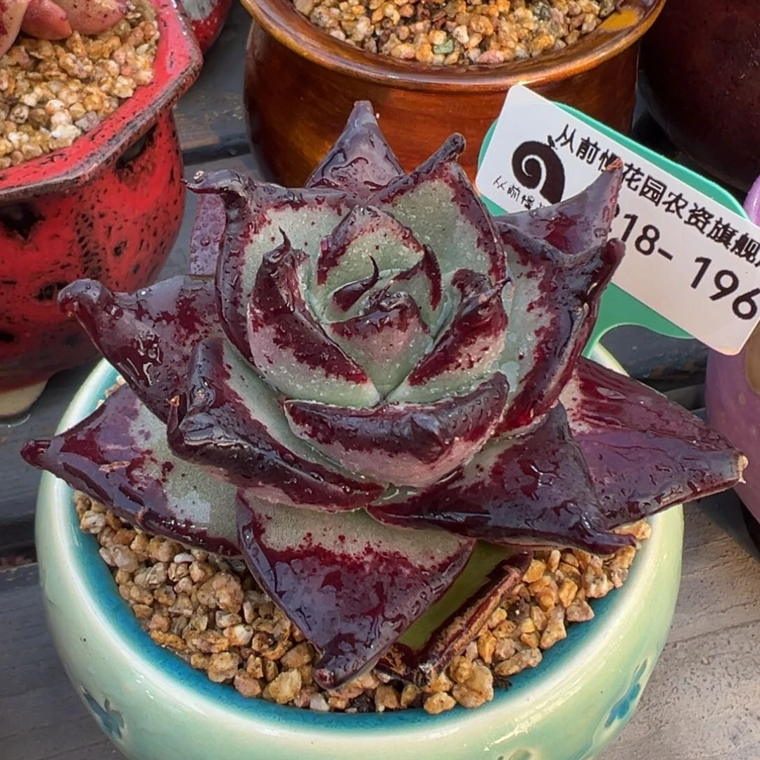 多肉一物一拍0218-196