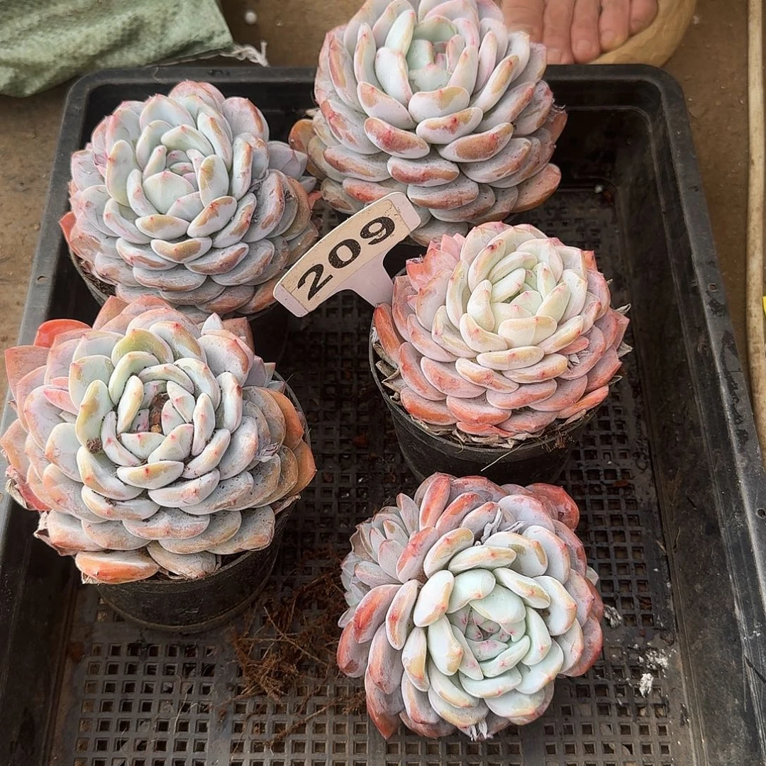 209五颗石榴籽123456789