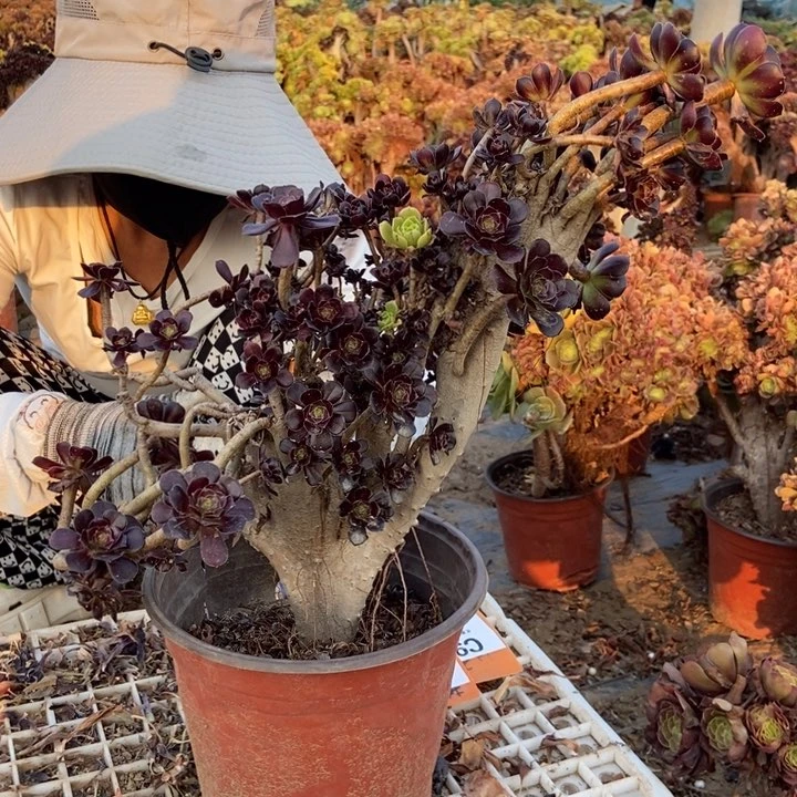 情***浅910黑缀化老桩朵朵伤