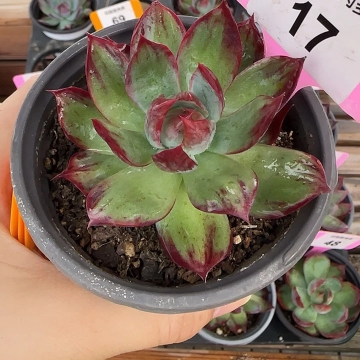 17 惊鸿仙子多肉植物