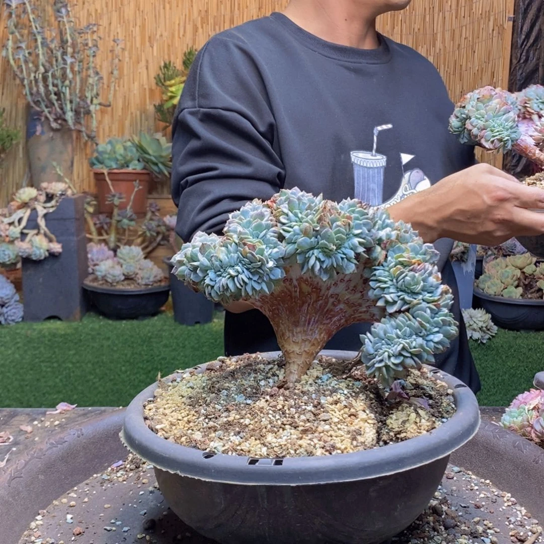 ?****?355号海棠花多肉