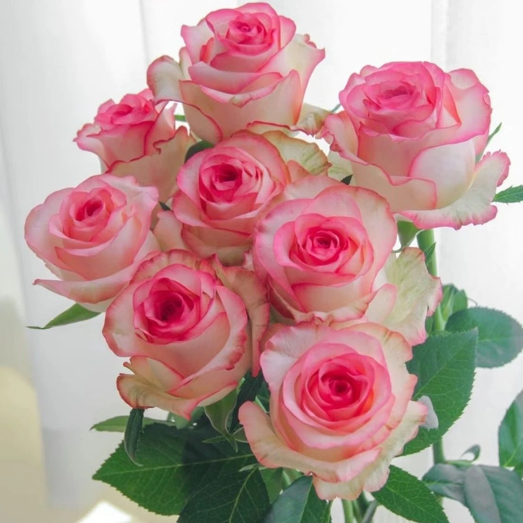 【【艾莎】云南玫瑰花老桩大苗大花浓香月季盆栽地栽室内室外好养】