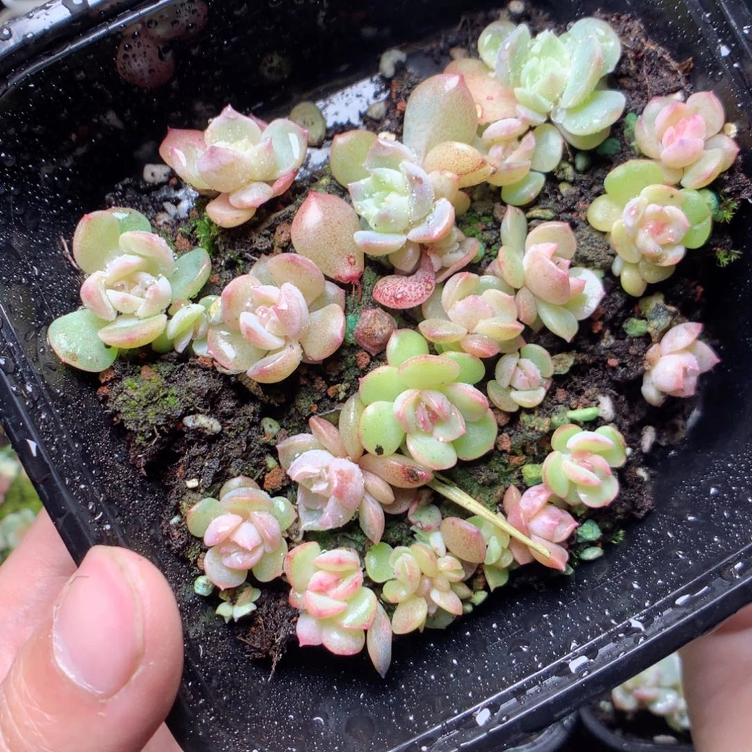 无花朵Q31云岚yyyy