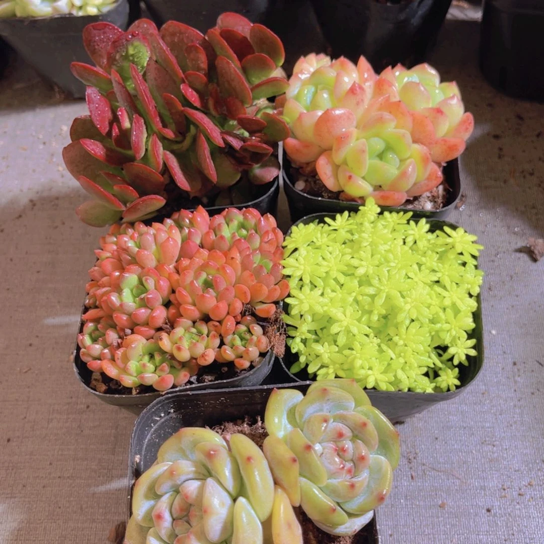 闪购套餐多肉植物