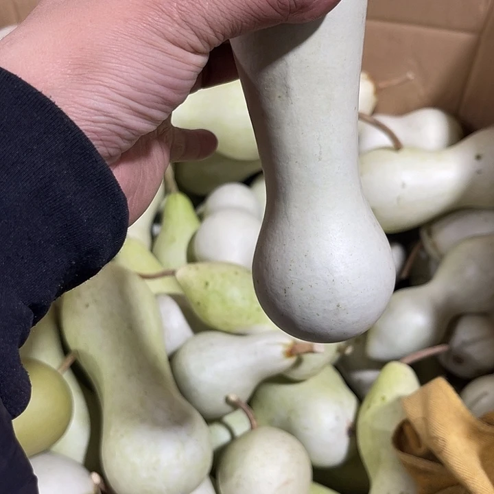 大果紫檀（缅甸花梨）少*