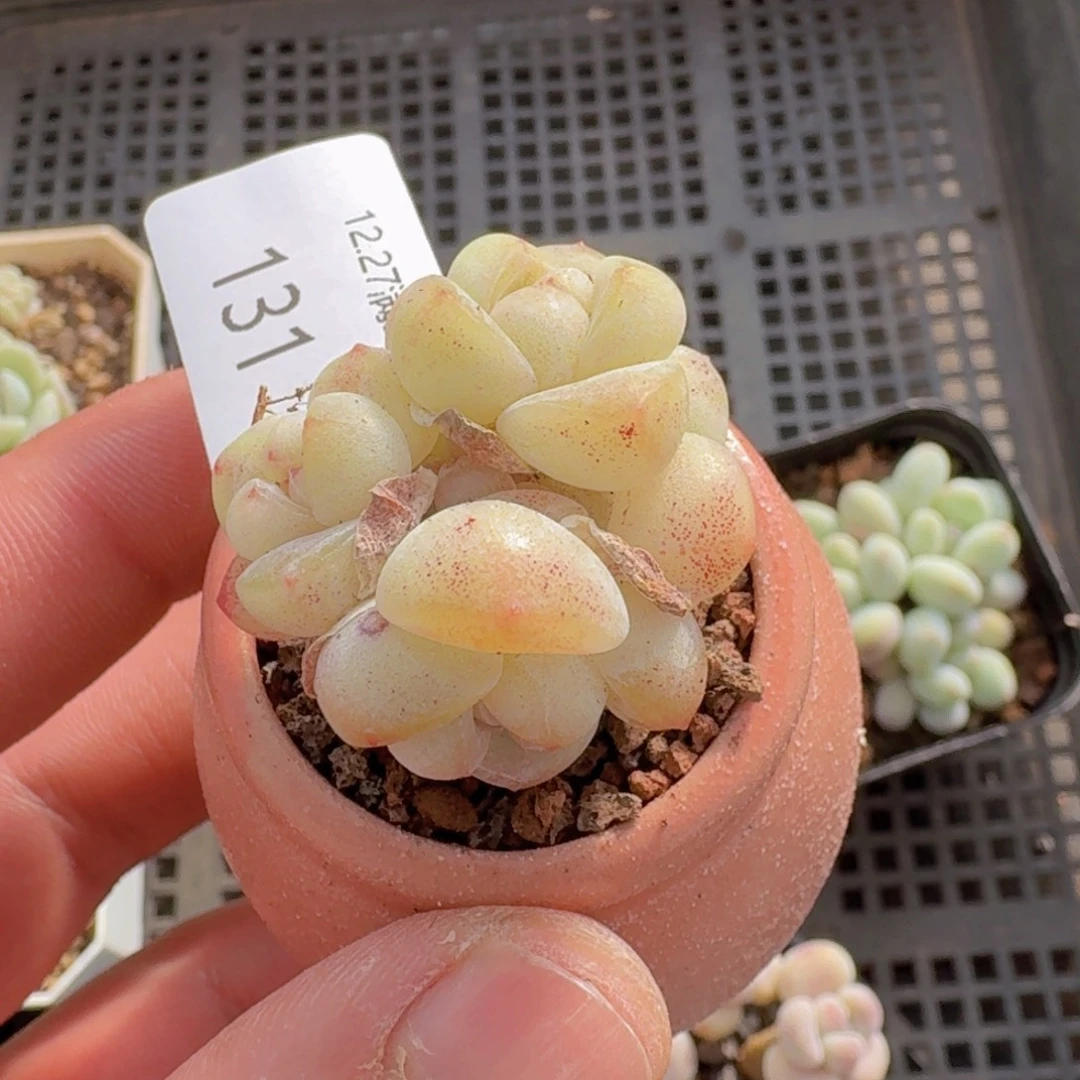 冰玉四头一颗脱土