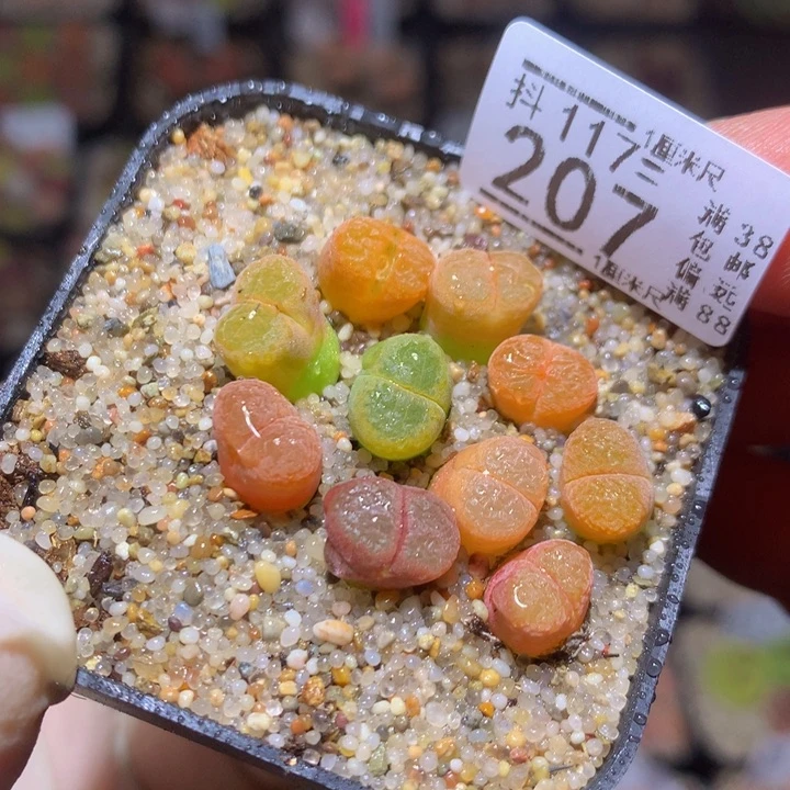 精品生石花117.207