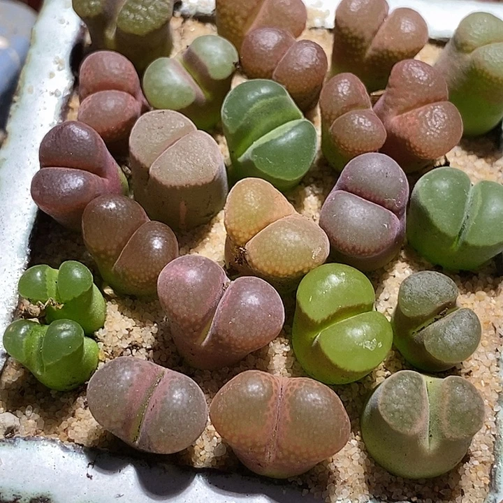 18528编号好风铃一颗