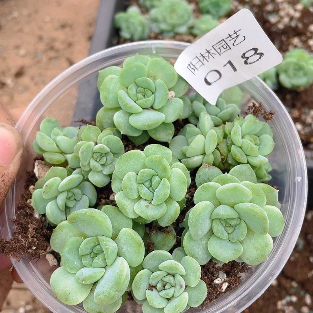 多肉植物多肉植物18
