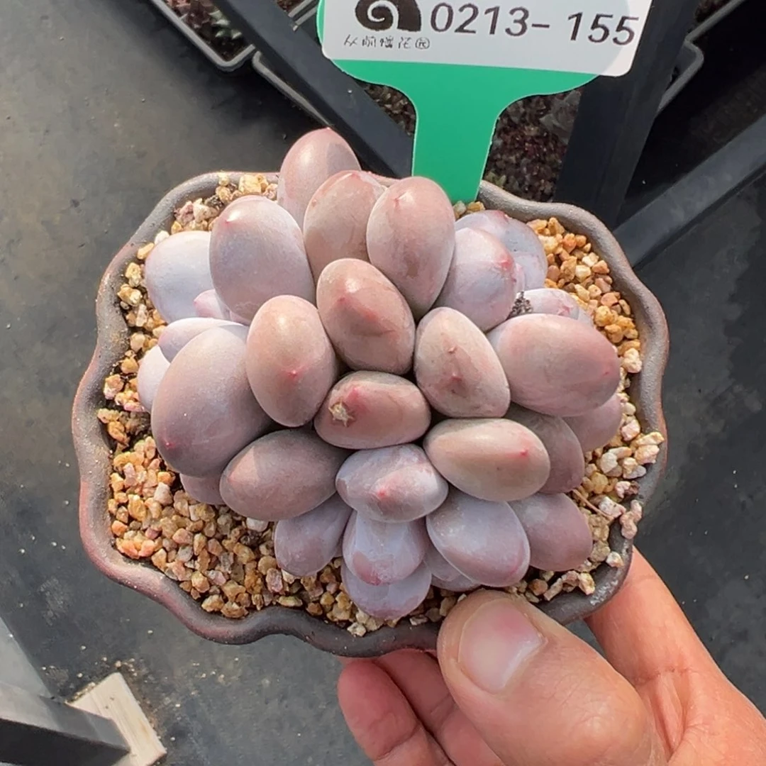 多肉一物一拍0213-155