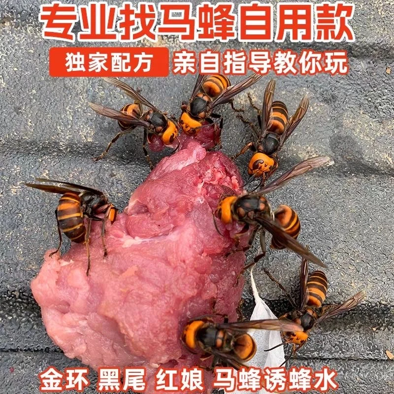 马蜂诱蜂水金环虎头胡蜂诱蜂水野外黑尾红娘招蜂水