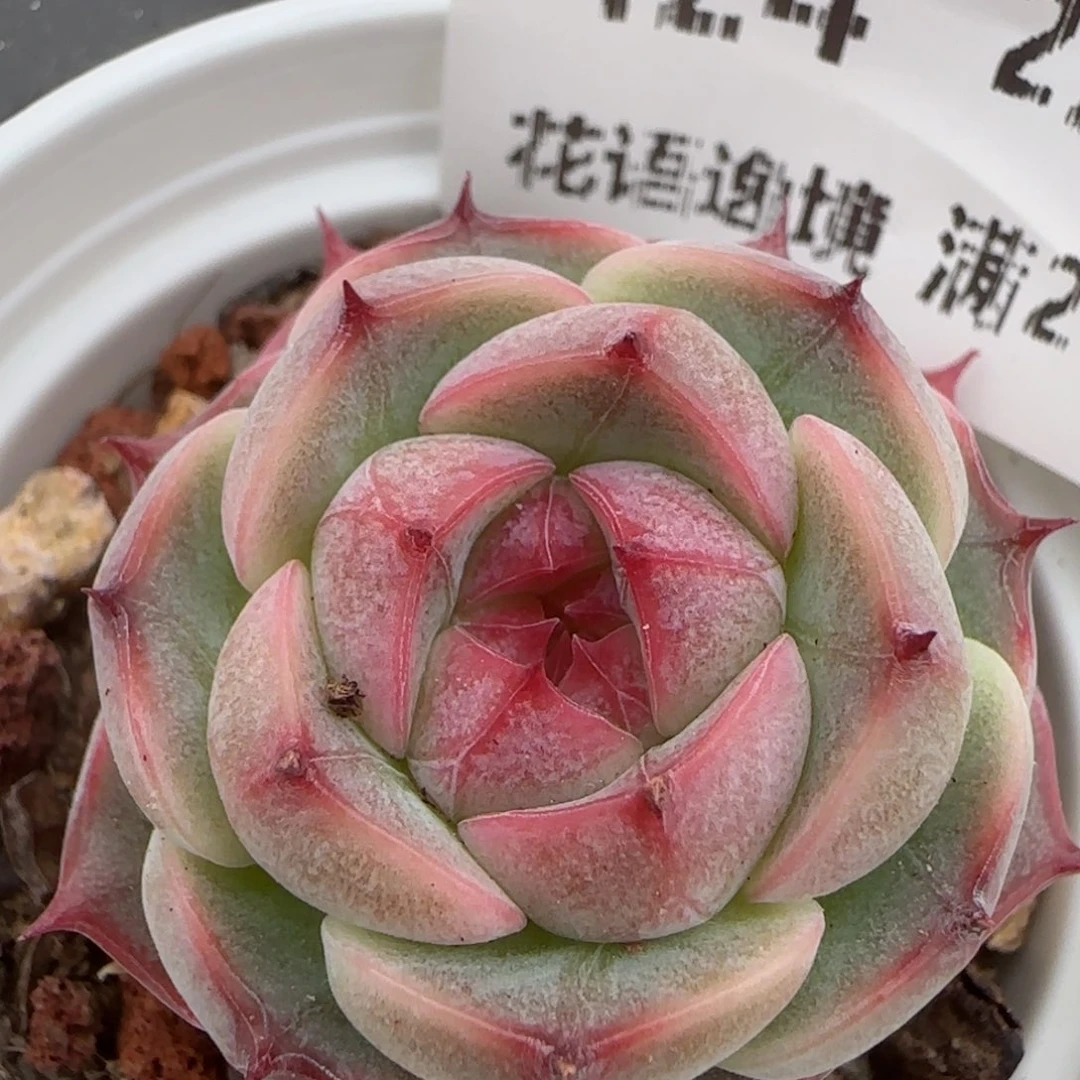 花语逸镜0207-424