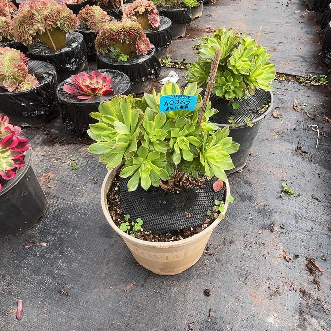 Y****杜0362多肉植物、荷花寄养