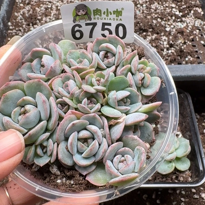 多肉植物多肉植物