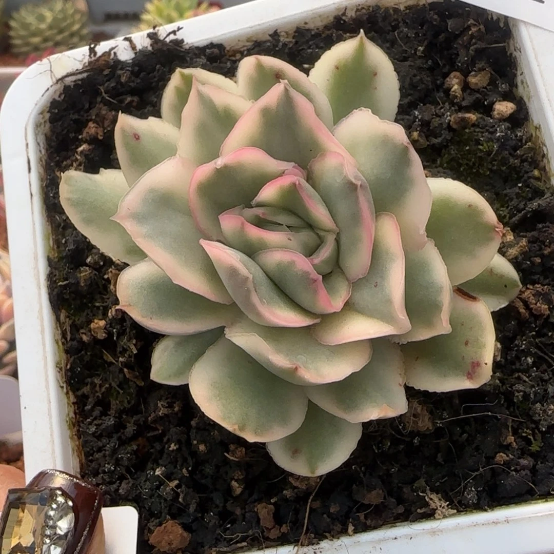 802紫蝴蝶锦多肉植物