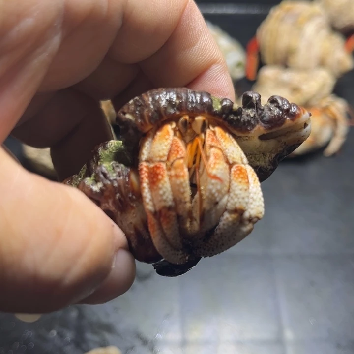 闪2号毛球2.0口径