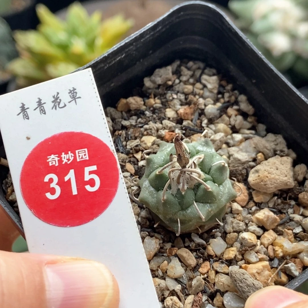 实生南格瑞特娇丽2.2cm