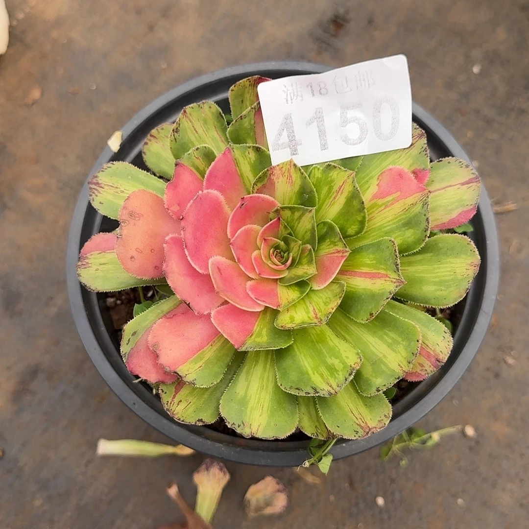 150 知否带根多肉植物
