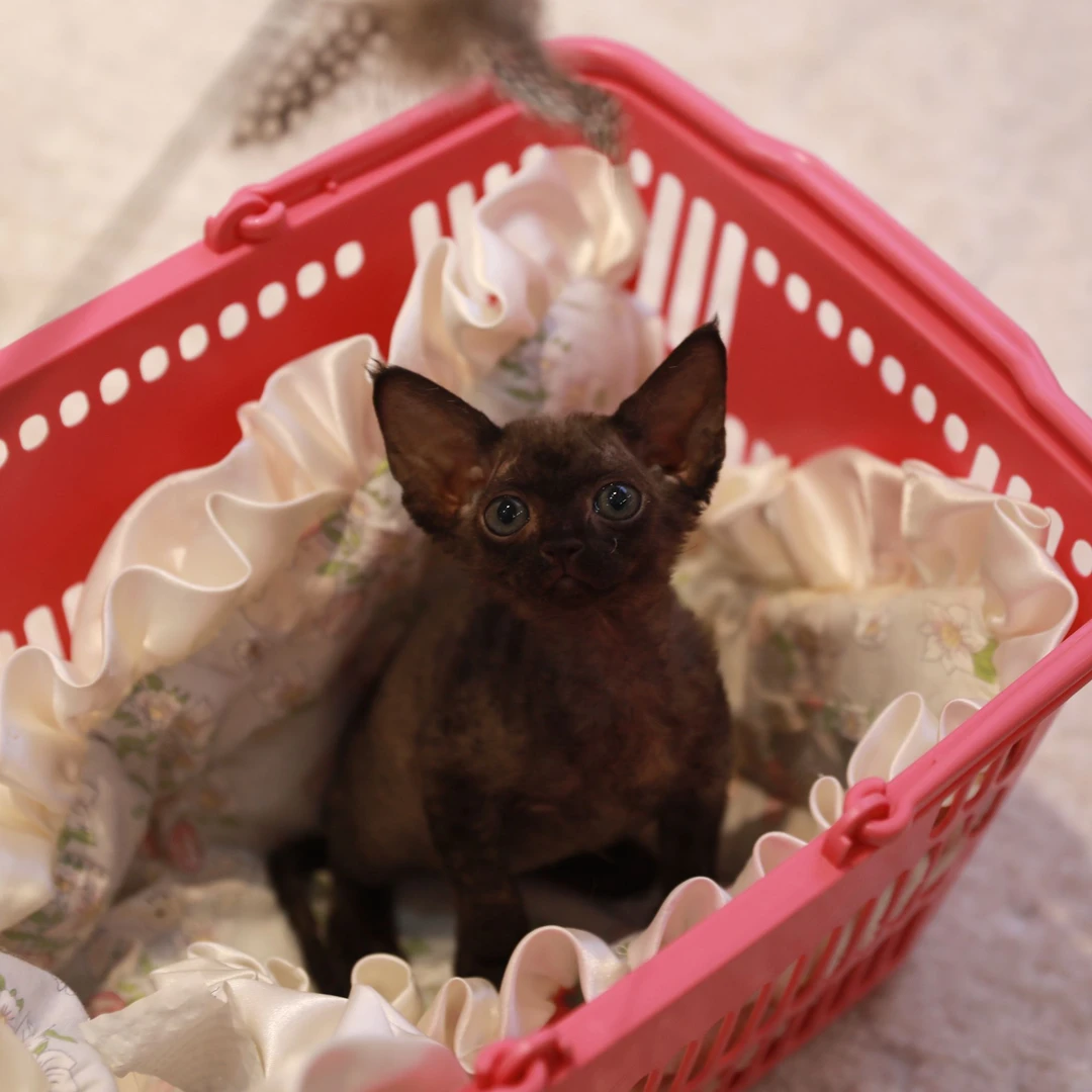 【云梦猫舍】德文弟弟(可乐)