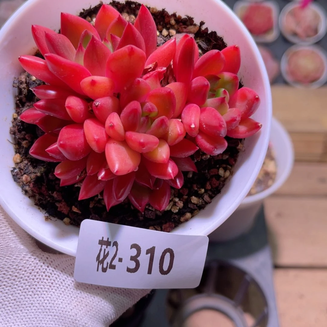 花02-310红酒小群