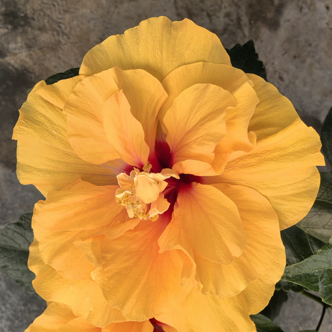 【进口丹麦木槿】小黄家丹麦木槿阿波罗木槿带花苞发货