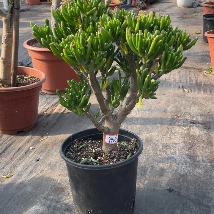 柿***橙9905吸财树半土球发