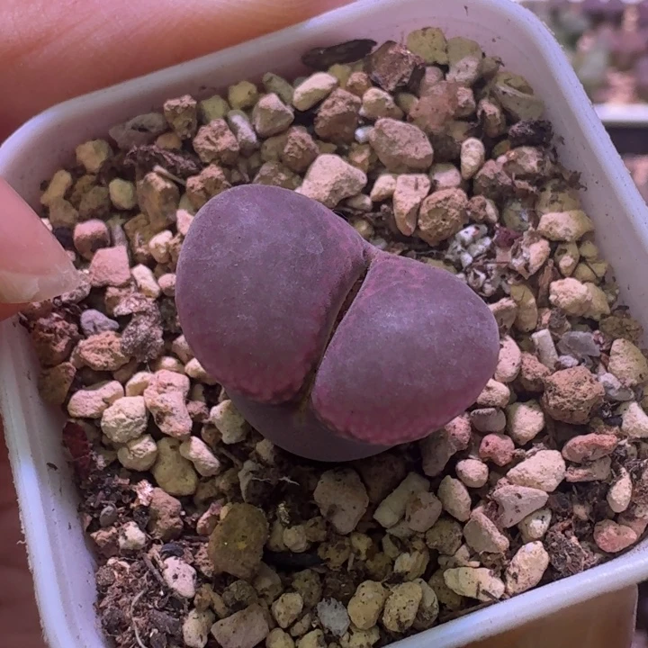 31号单头原株风铃一物一拍