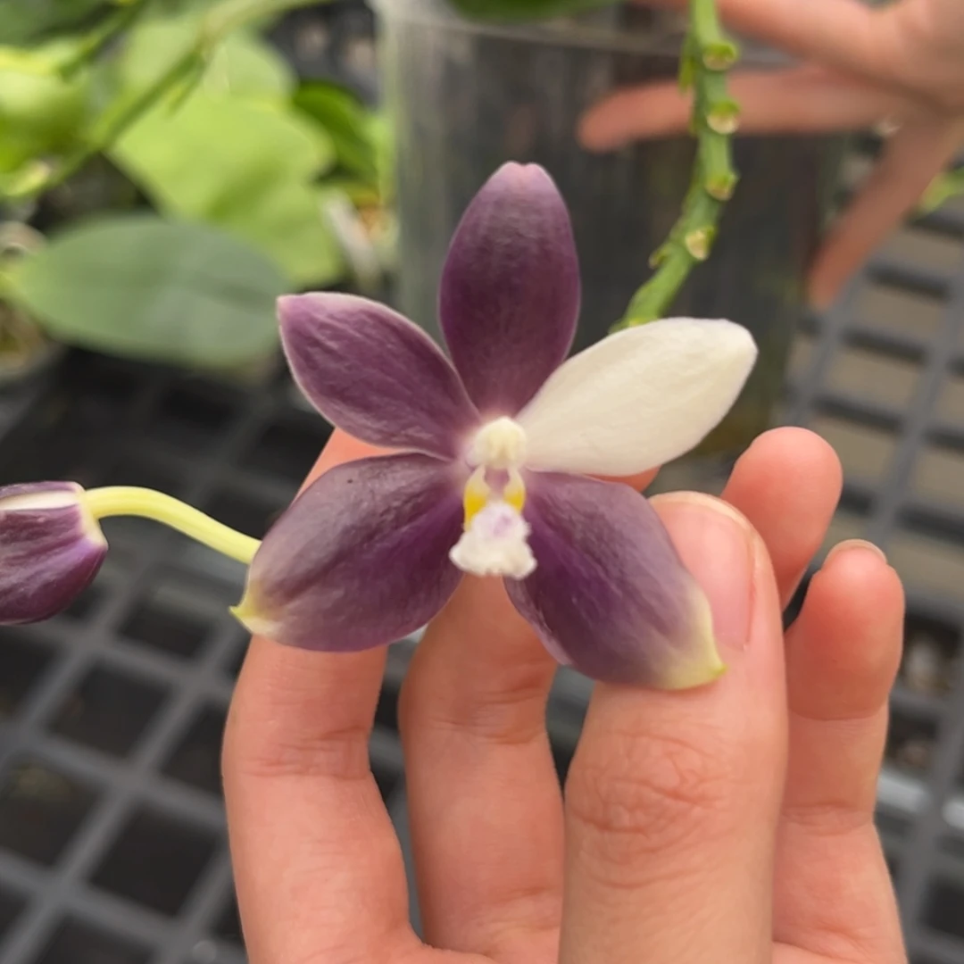 完全开放4寸盾花紫岳开花株