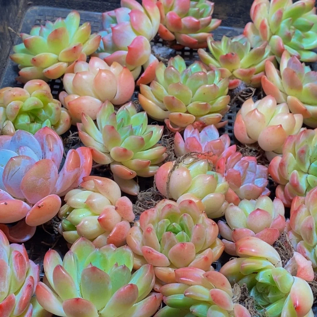 787多肉植物纤维面膜贴上