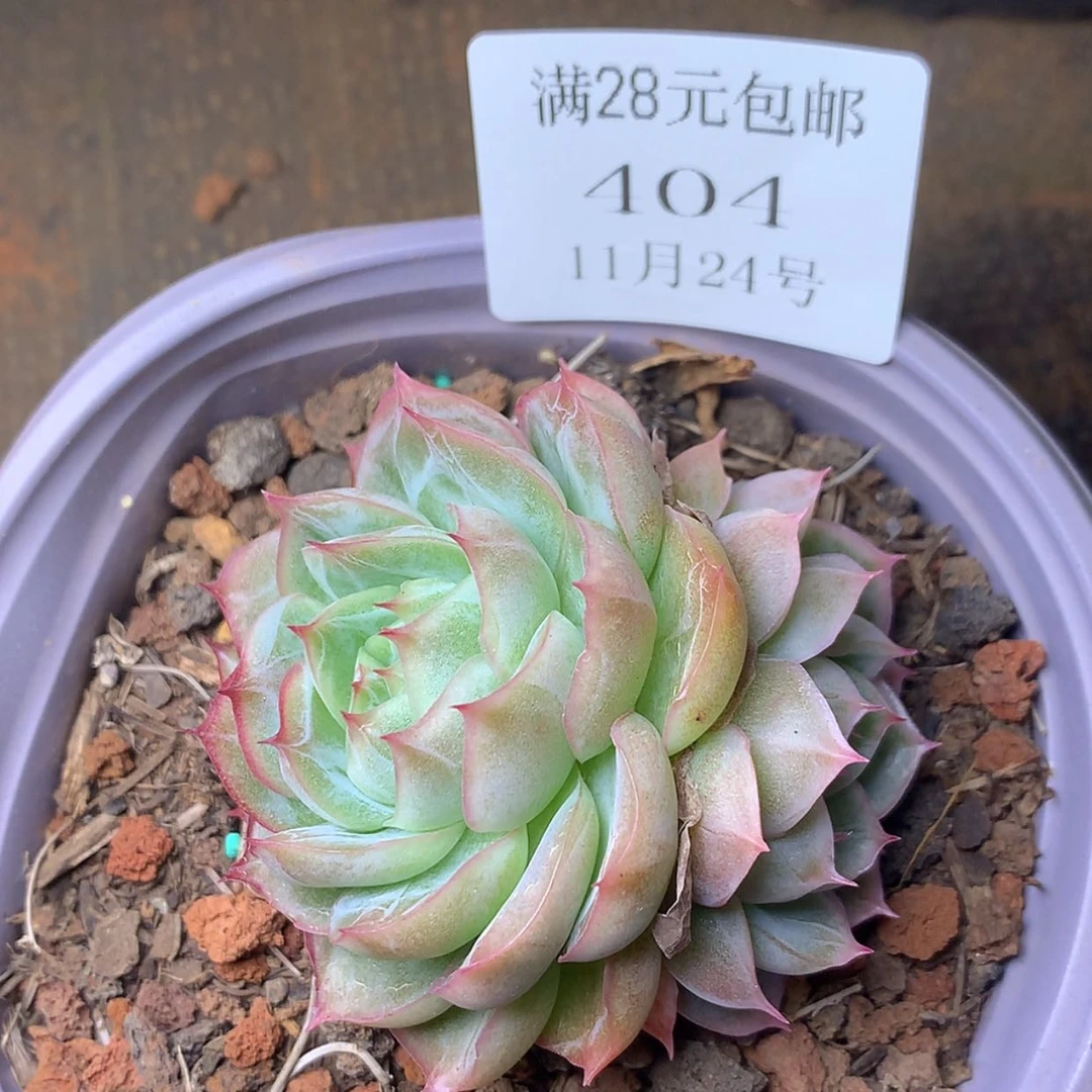 【闪购商品】云404号