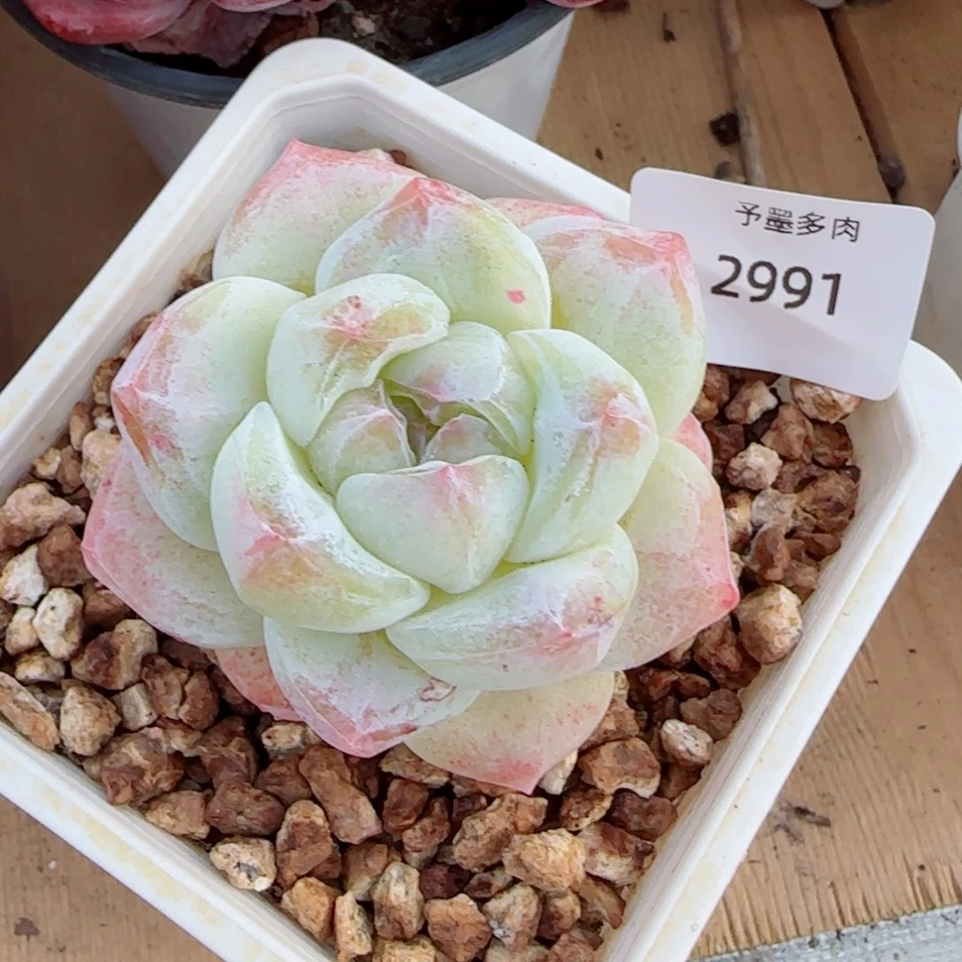 白体石化冰玉，2991多肉植物