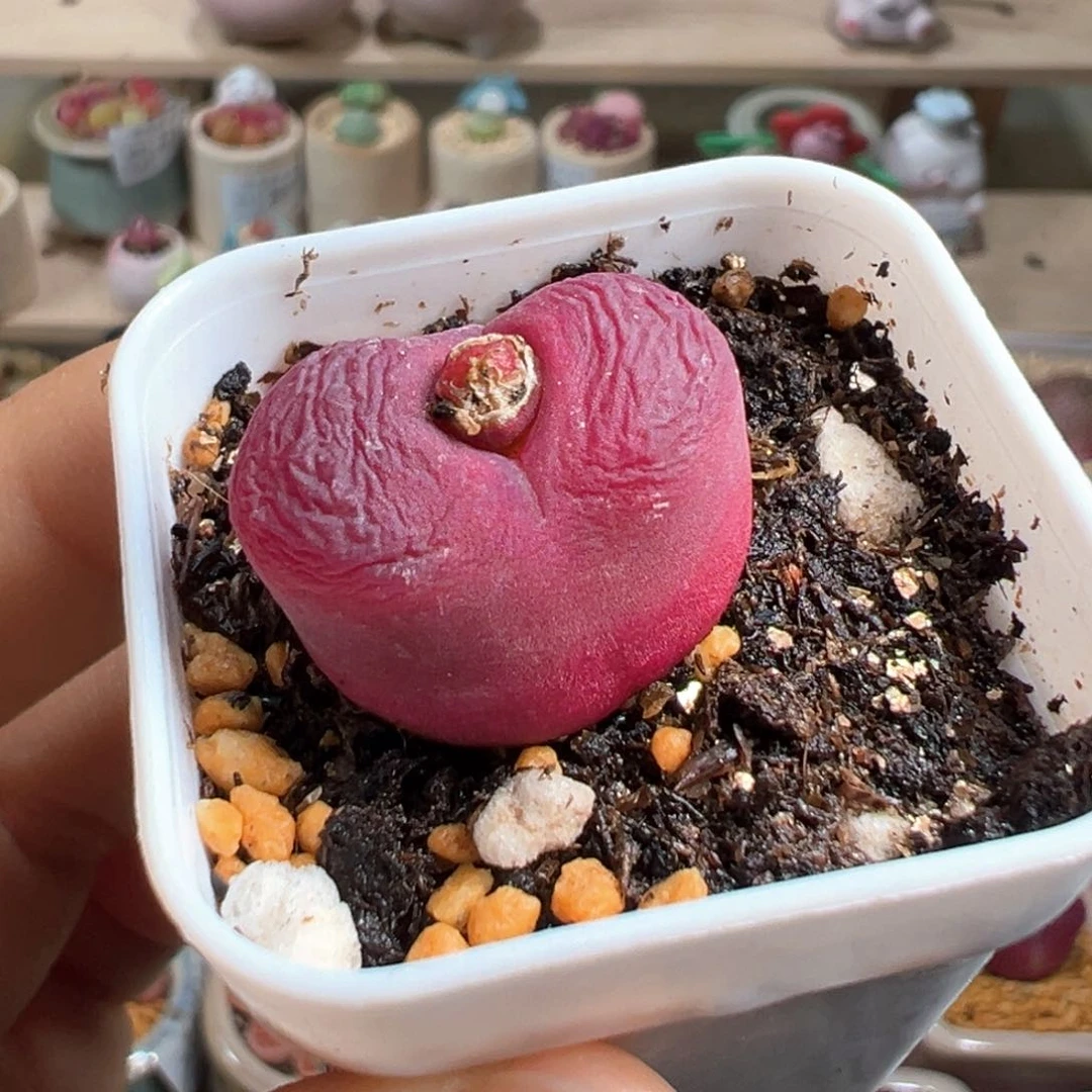 多肉植物240号毛毛