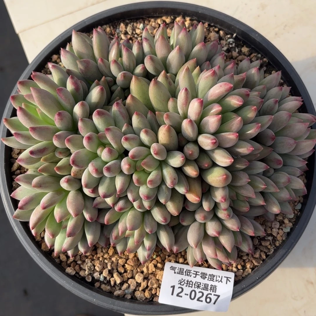 0267二代虞美人多肉植物
