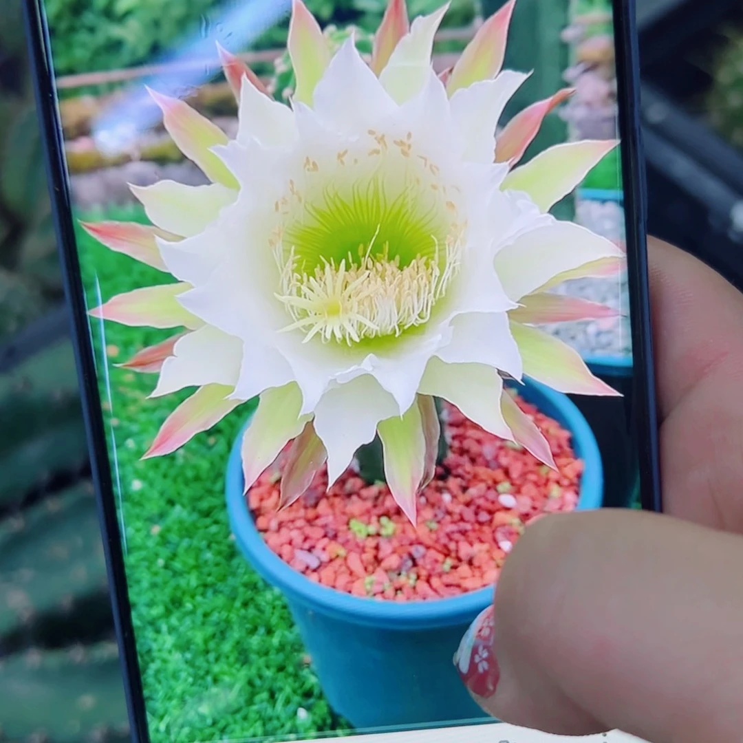 下7黑刺斑点无根侧芽25公分左右20包邮