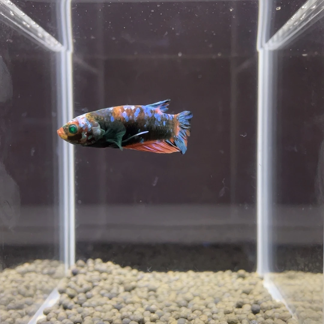 斗鱼12号绿魔糖果将军公