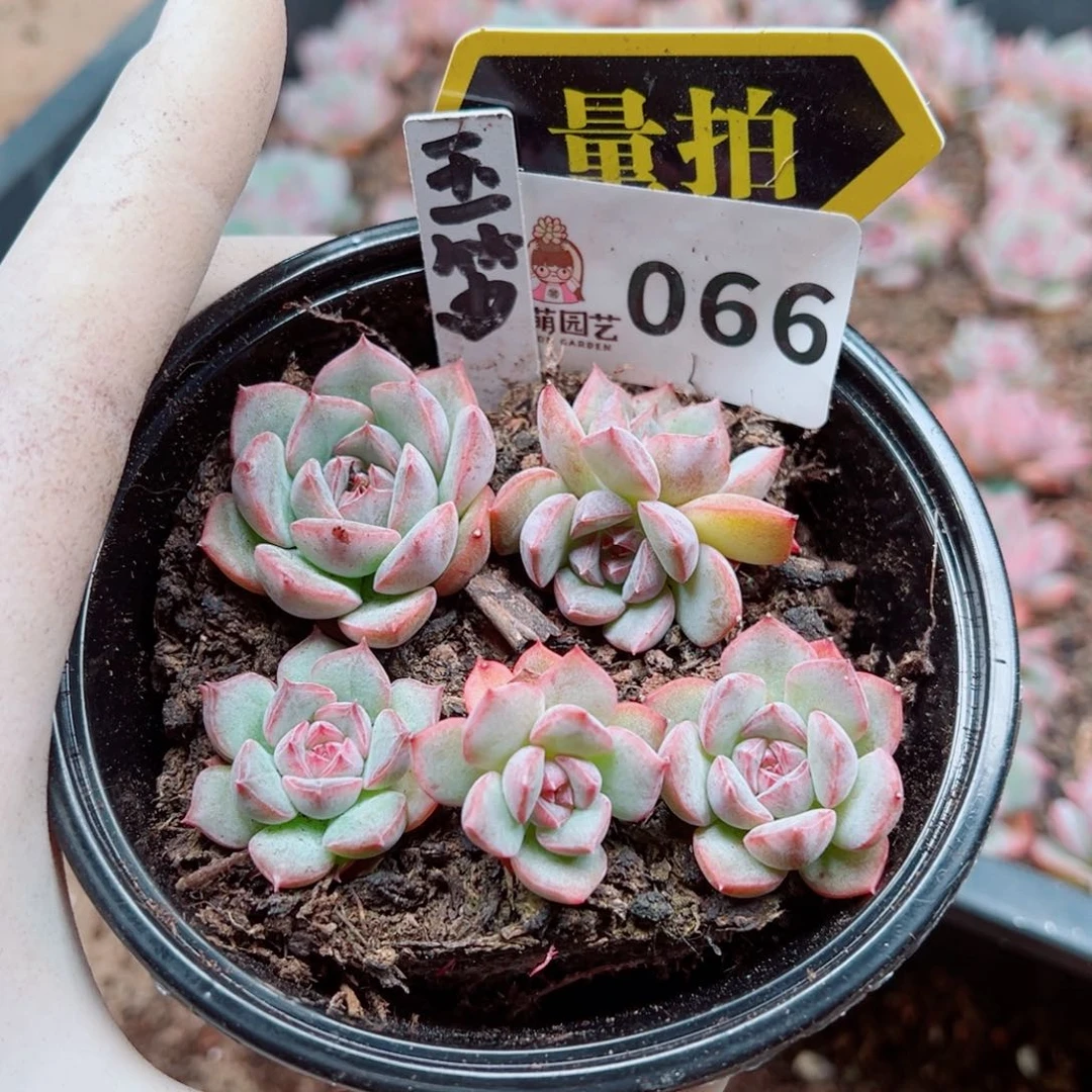 多肉植物多肉植物