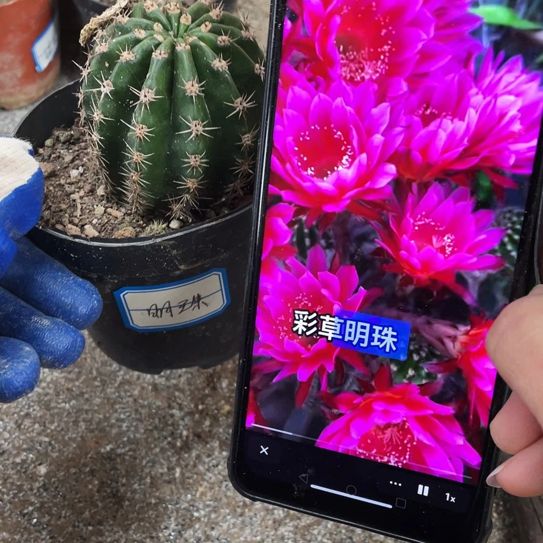 明珠自根球5公分以上满18包邮